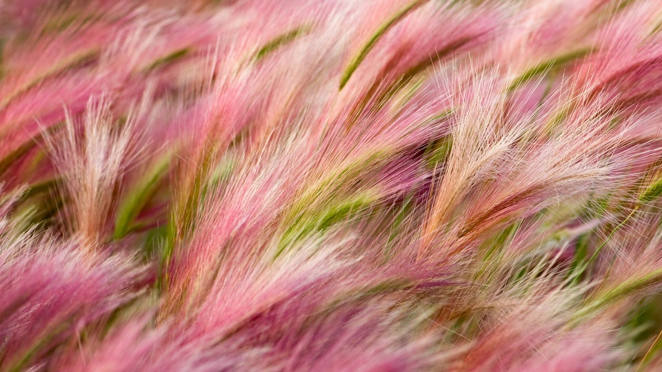 फॉक्सटेल जौ