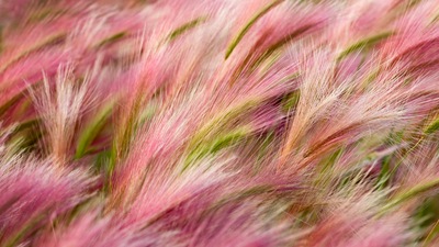 फॉक्सटेल जौ