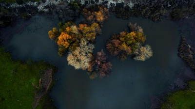 सर्दियों की सुबह पेड़ों का शीर्ष दृश्य