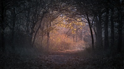 पेड़ शाखा मार्ग डार्क शरद ऋतु वन बैकलिट