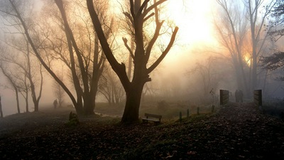 पार्क कोहरे प्रकृति लोग घूमना